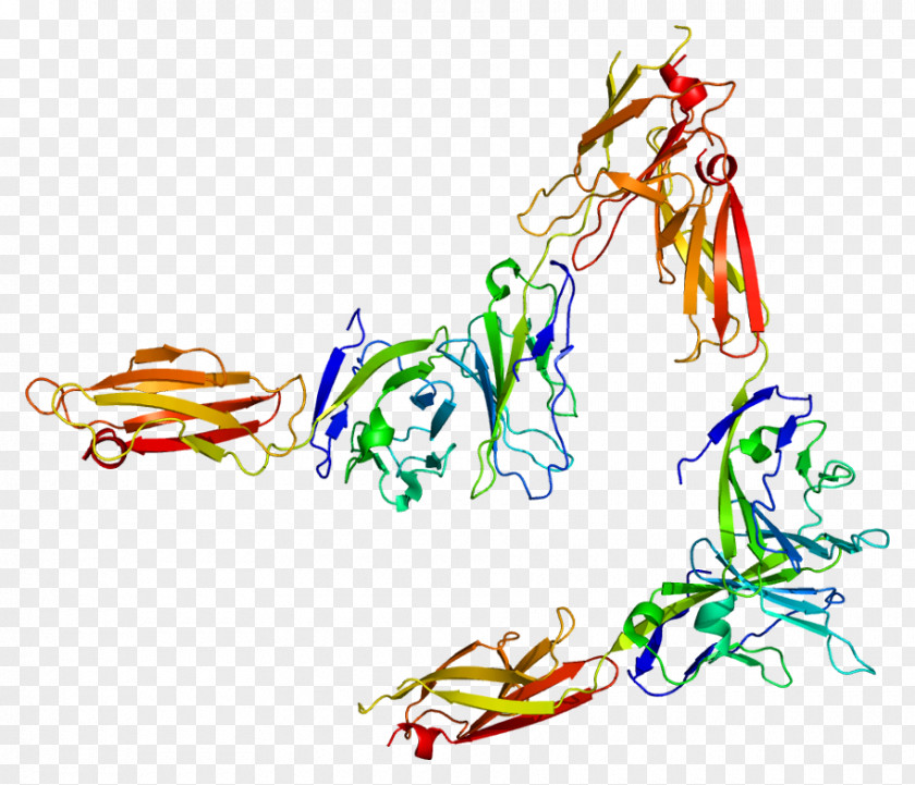 Digamma Protein Domain SLAMF6 Gene PNG