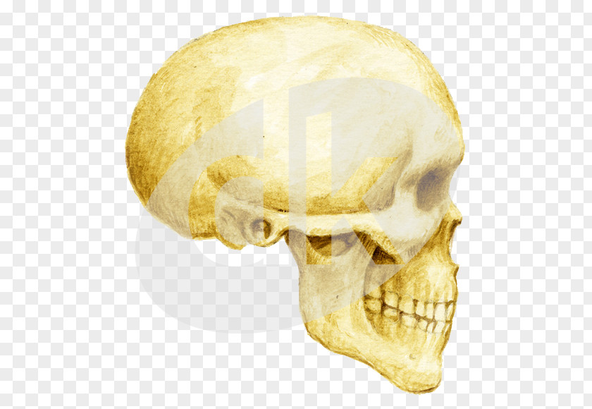 Homo Sapiens Skull Organism PNG