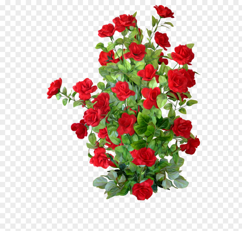 Red Rose Bushes Garden Roses Centifolia Flower PNG