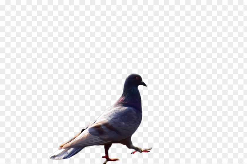 Wildlife Beak Dove Bird PNG