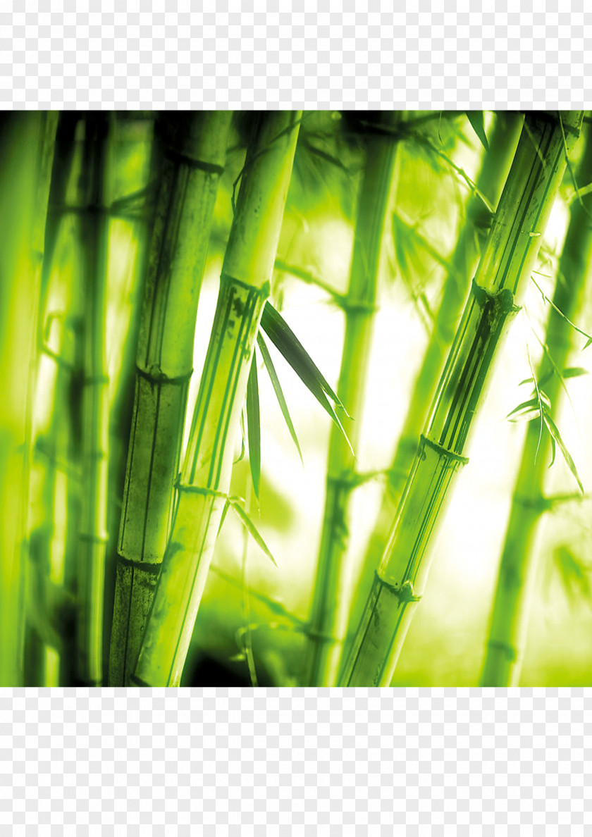 Green Bamboo U7af9u6587u5316 Art PNG