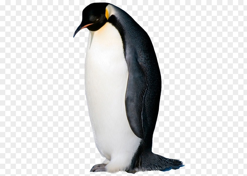 Penguim King Penguin Seabird Razorbills PNG