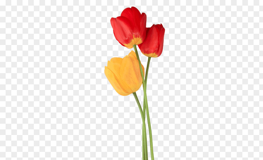 Tulip Trio PNG Trio, red and yellow tulips clipart PNG