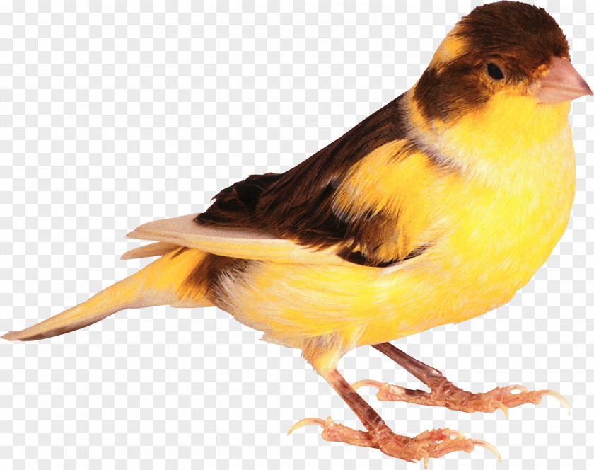 Bird Domestic Canary PNG