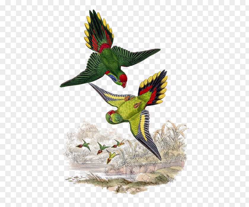 Bird Parrot Beak Psitteuteles Feather PNG