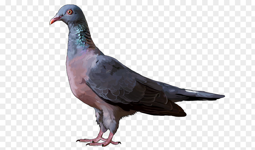 Bird Stock Dove Columbidae Rock Garajonay National Park PNG