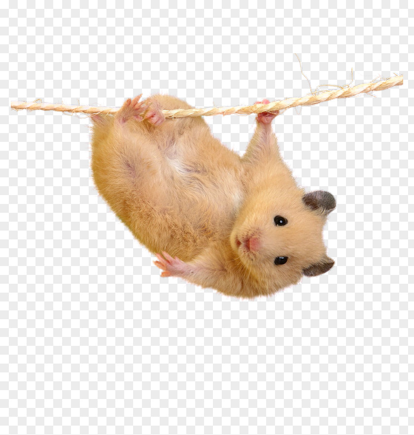 Hamster Mouse Cuteness PNG