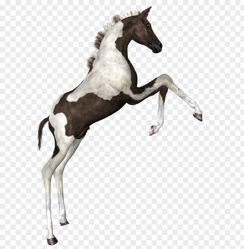 Horse Drawing PNG