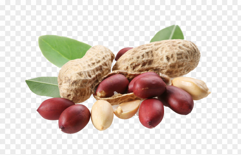 Peanut HD Oil Food PNG