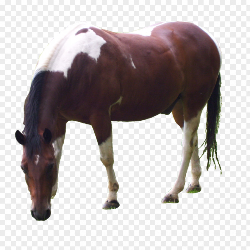 Quarter Horse Mane Mustang Halter Mare Foal PNG