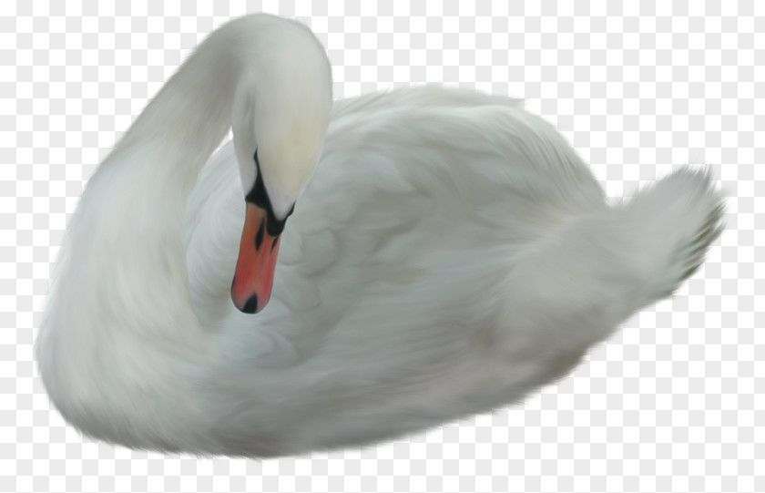 Swan Cygnini Duck Bird PNG