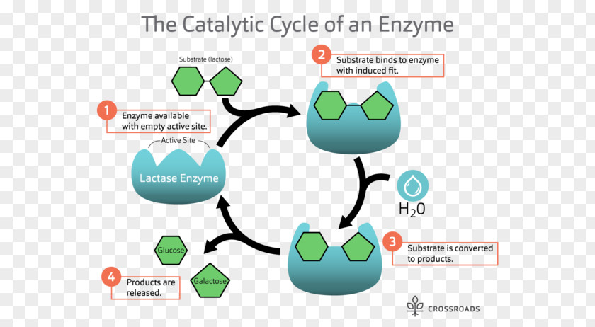 Catalytic Cycle Lactase Enzyme Substrate Catalysis PNG