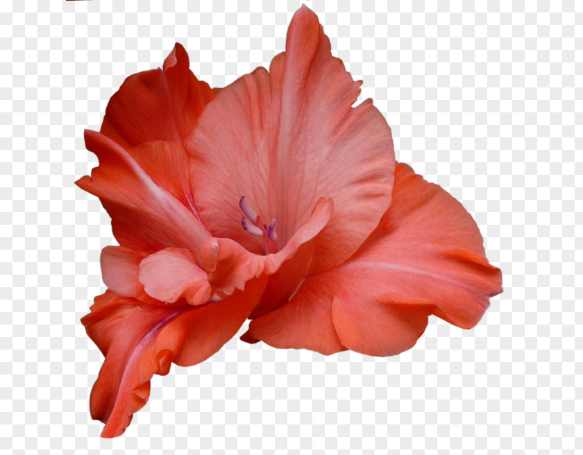 Flower Gladiolus Royalty-free Stock Photography Clip Art PNG