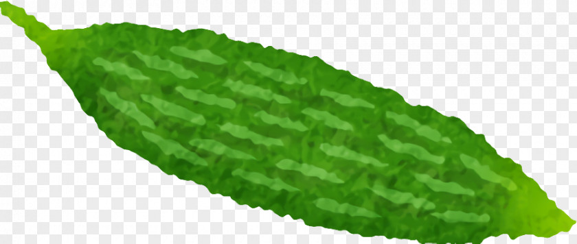 Leaf Green Plant Grass Luffa PNG