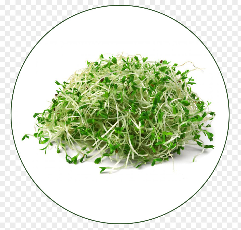 Alfalfa Organic Food Sprouting Seed Germination PNG