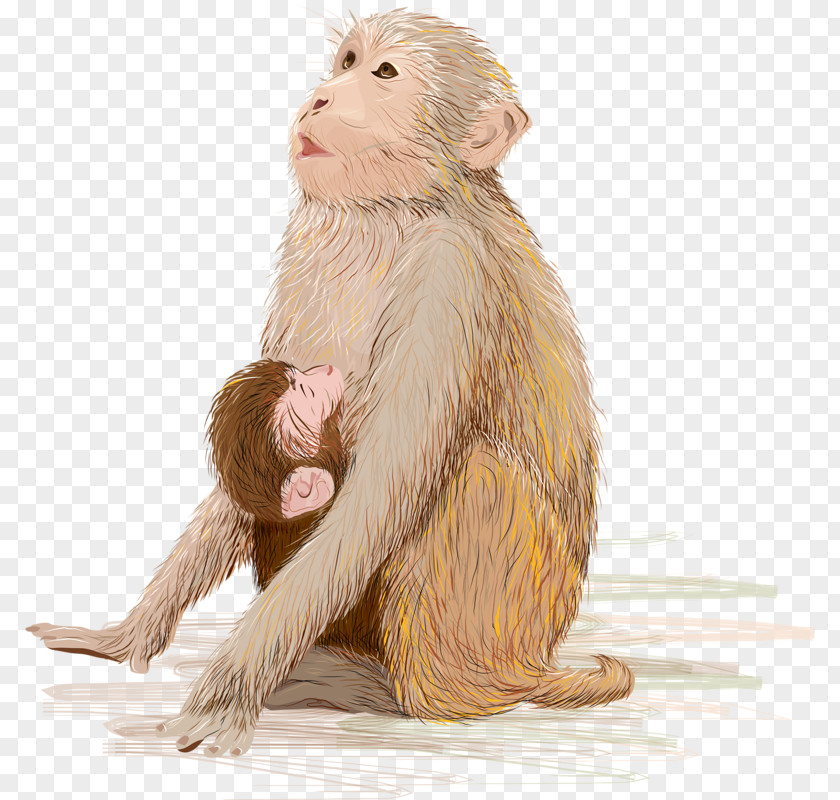 Animals Monkeys Infant Monkey Breastfeeding Stock Photography Illustration PNG