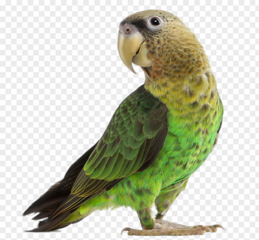Green Parrot Lovebird Budgerigar Cockatiel PNG
