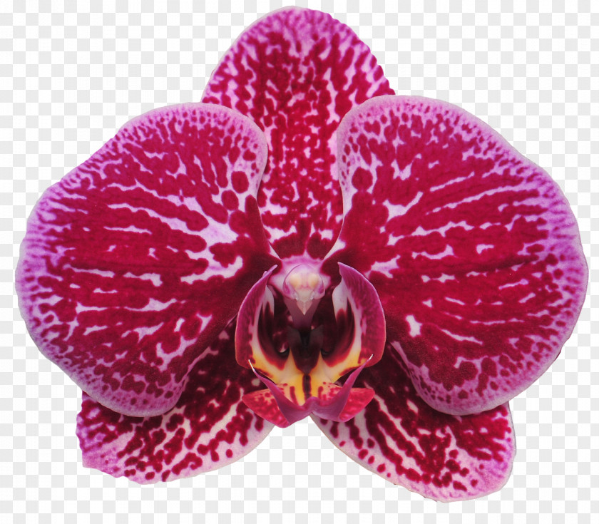 Moth Orchids Sinon Cut Flowers Plant PNG