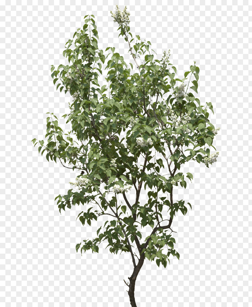 Tree Clip Art PNG