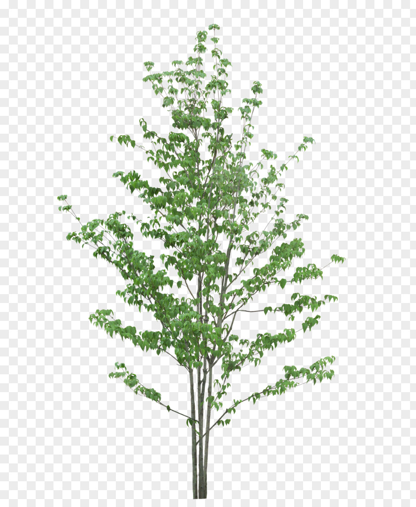 Tree Twig Leaf Fundal PNG