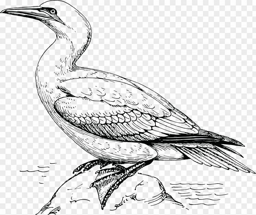 Bird Wearing A Hat Gulls Northern Gannet Clip Art PNG