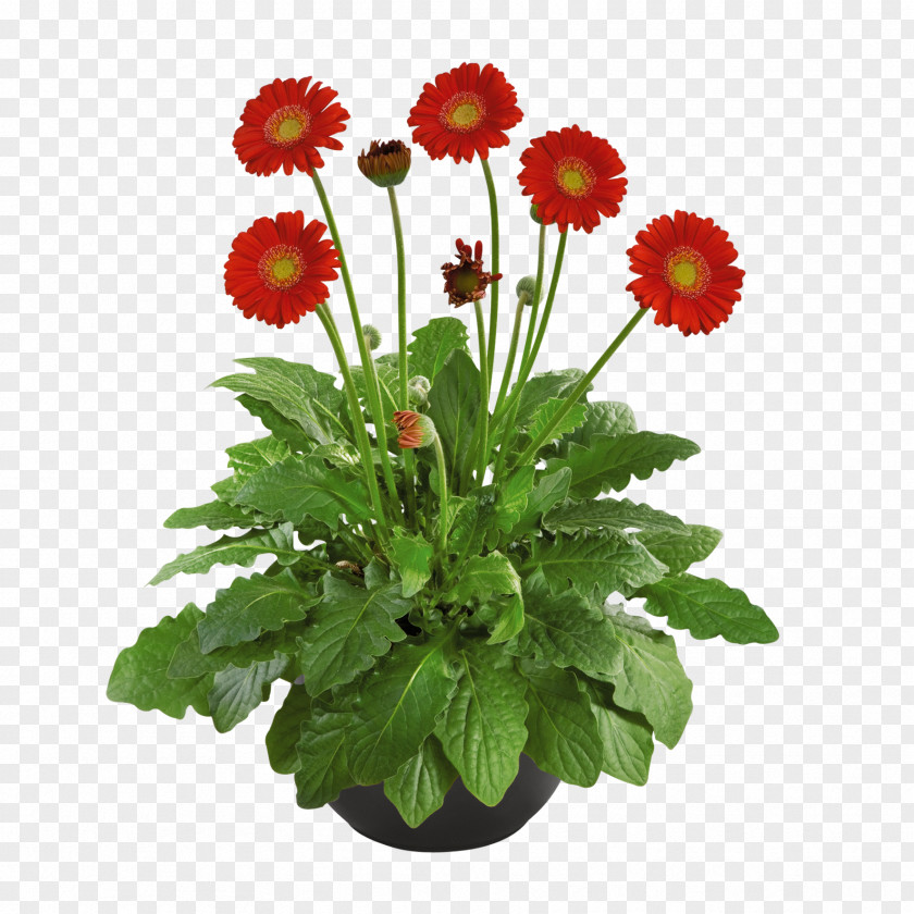 Chrysanthemum Flowerpot Barberton Daisy Cut Flowers PNG