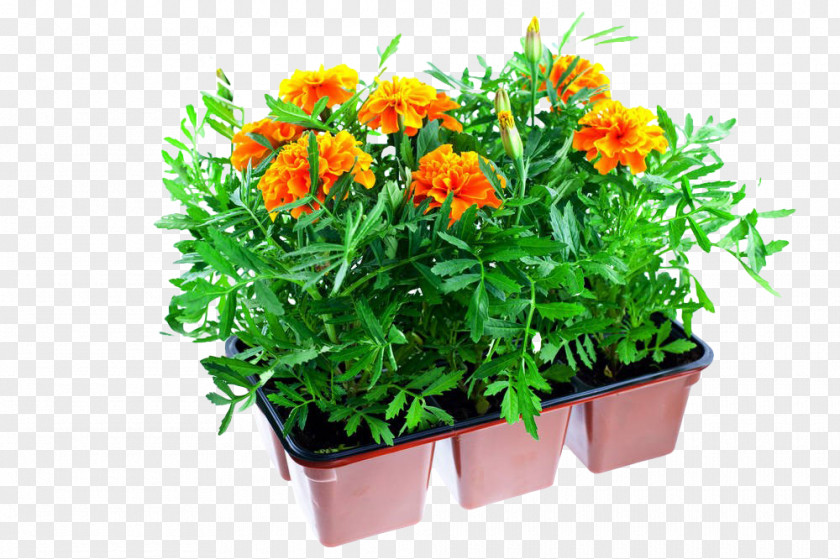 Chrysanthemum Potted Plants Mexican Marigold Plastic Flowerpot Stock Photography PNG