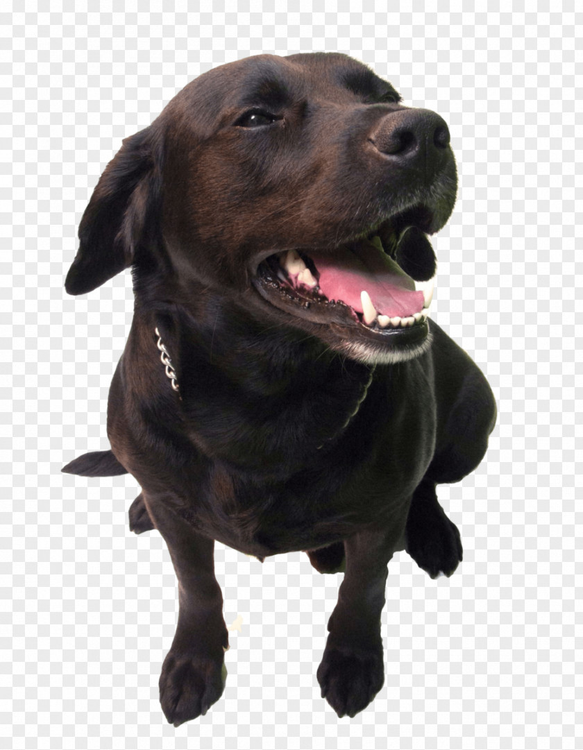 Dog Claw Free Buckle Chart Labrador Retriever Plott Hound Breed Golden Puppy PNG