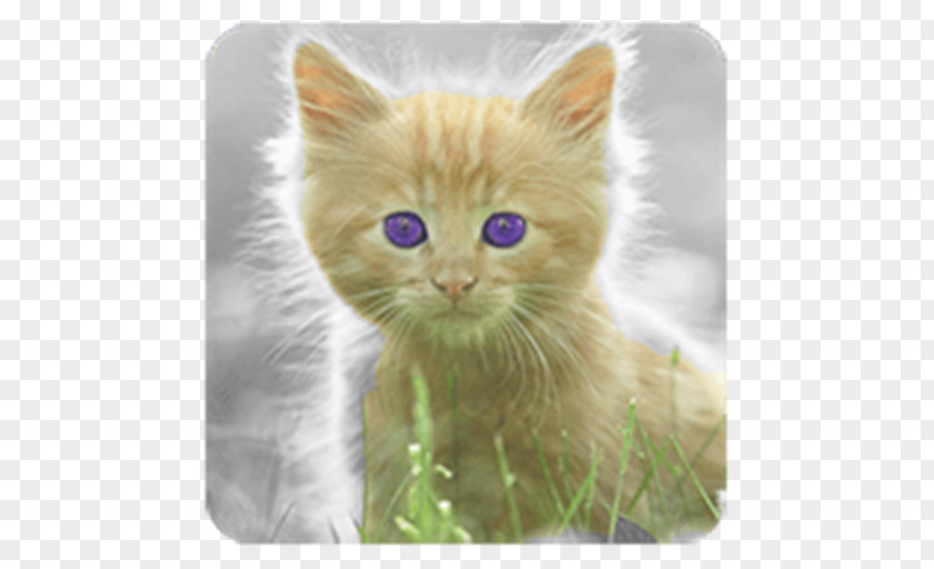 Kitten British Semi-longhair Persian Cat Asian Ragamuffin PNG