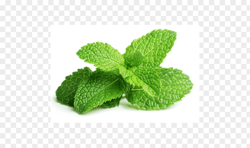 Leaf Peppermint Mentha Spicata Apple Mint PNG