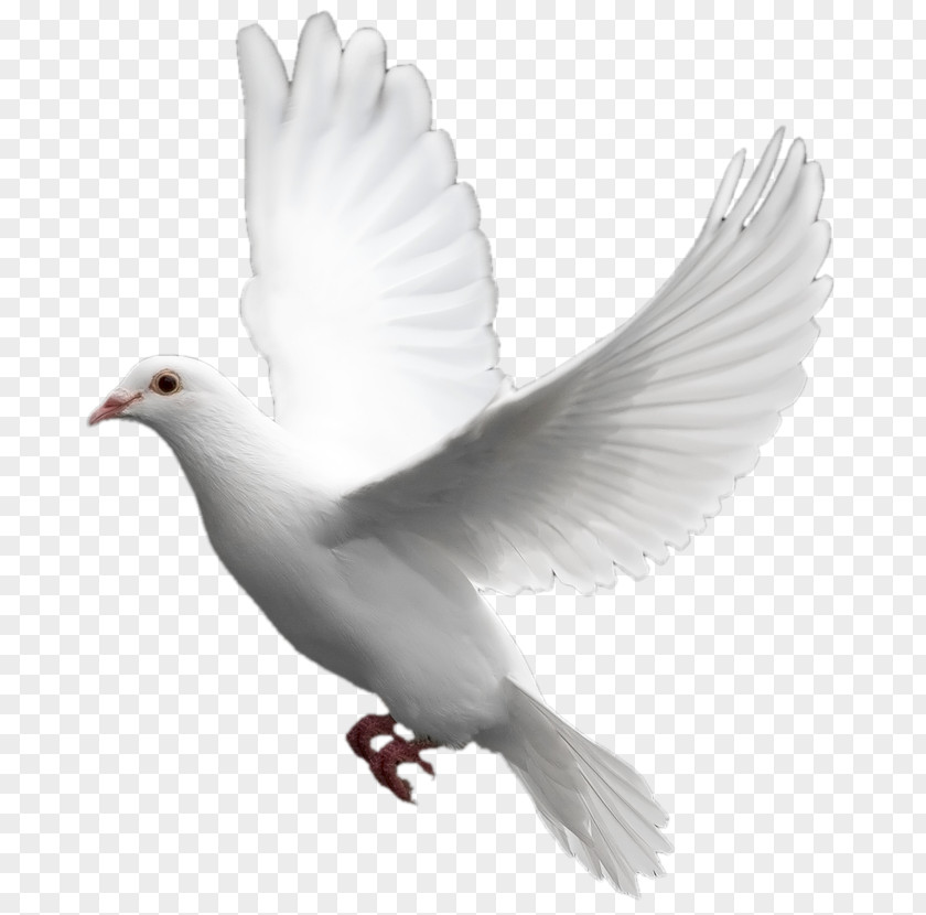 White Flying Pigeon Image Domestic Columbidae Bird PNG