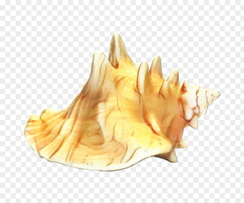 Yellow Conch Tart PNG