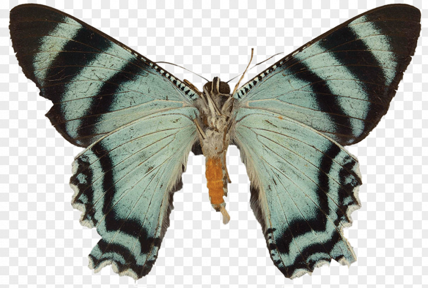 Butterfly Moth Gossamer-winged Butterflies Silkworm Brush-footed PNG