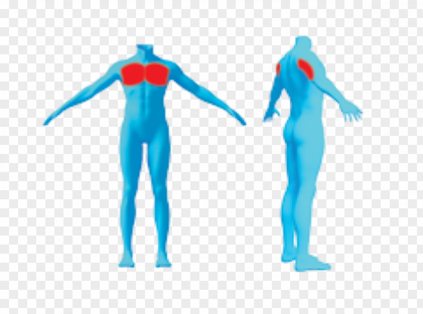 Triceps Human Shoulder Muscle Wetsuit Character PNG