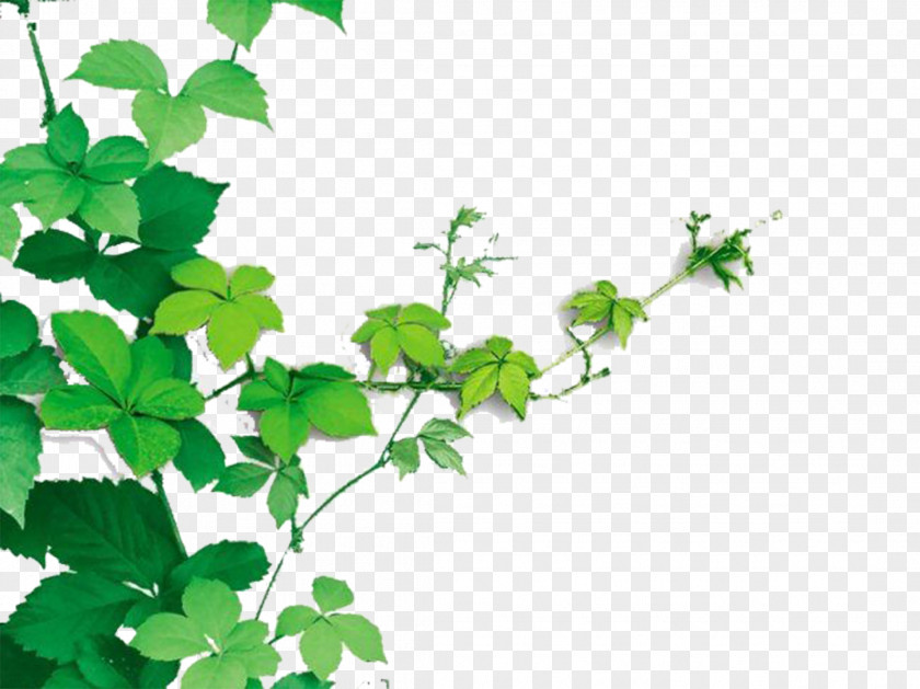 Vines Are Available For Free Download Vine Plant Raster Graphics PNG