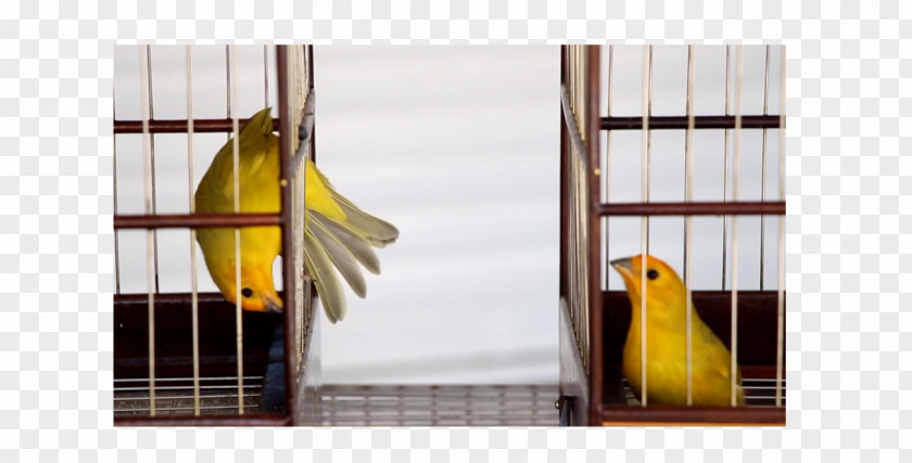 Bird Atlantic Canary Finches Passerine Lovebird Saffron Finch PNG