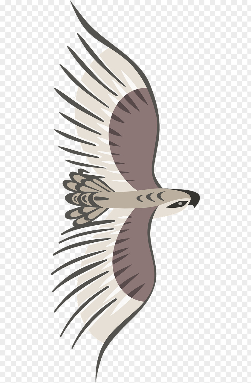 Bird Flight Wing PNG