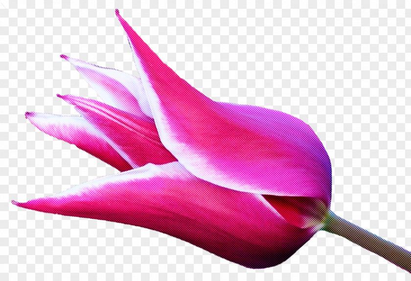 Pink Petal Flower Plant Pedicel PNG