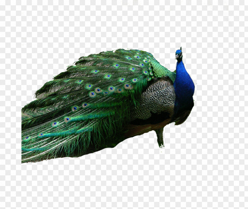 Peacock Peafowl Download Computer File PNG