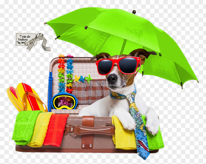 Vacation Jack Russell Terrier Puppy Pet Holiday PNG