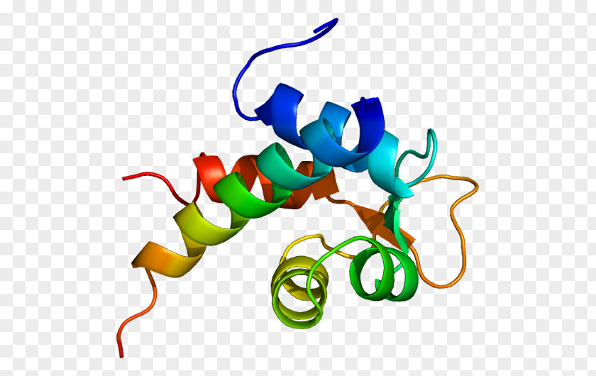 Actinin Alpha 2 Protein Laminin PNG