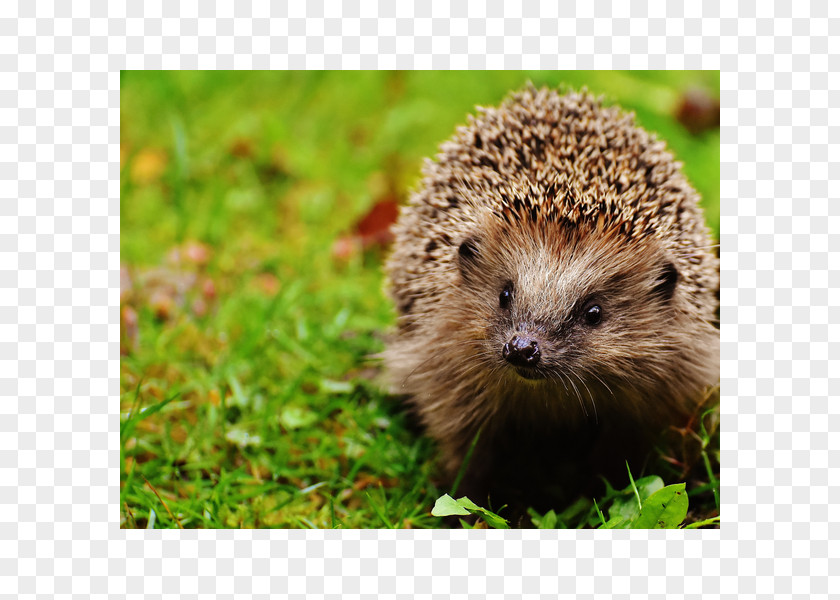 Emotional Support Animal Pet European Hedgehog Domesticated Spine PNG