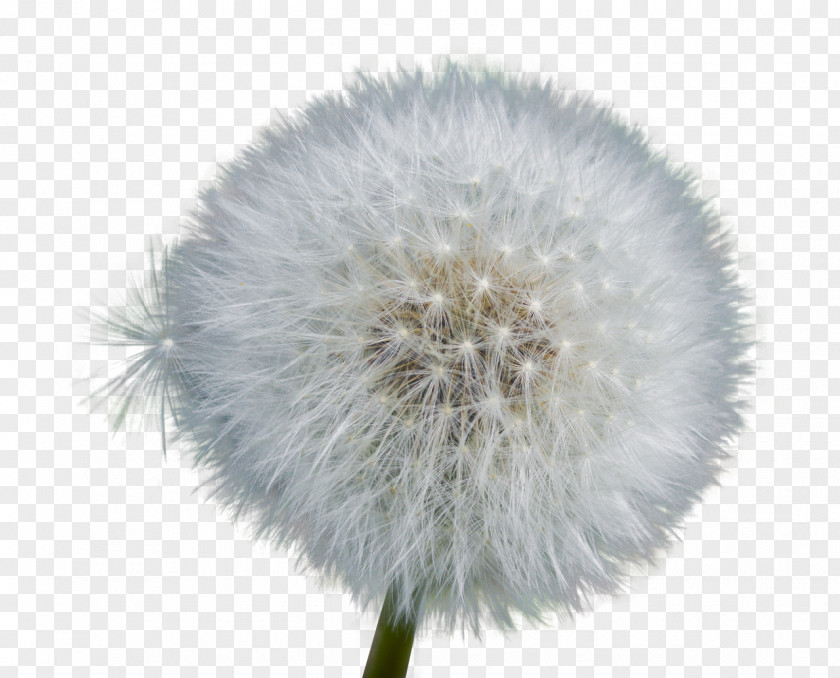 Flower Common Dandelion Pissenlit Der Löwenzahn: (Taraxacum Officinale) Pixabay PNG