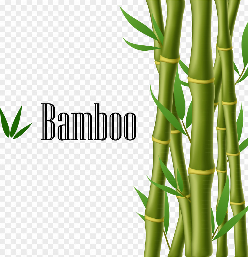 Green Bamboo Illustration PNG