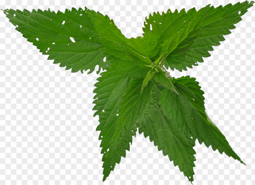 Lilac Disease Urticaria Therapy Preventive Healthcare Common Nettle PNG