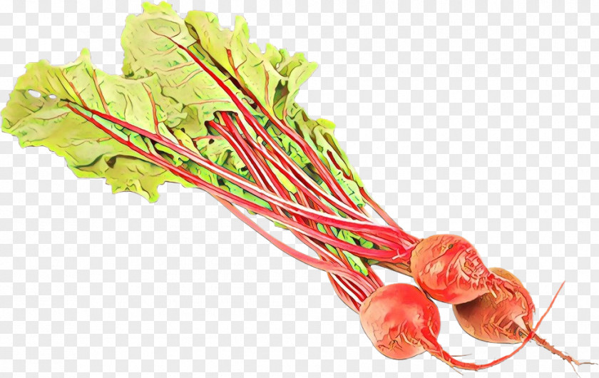 Plant Vegetable Carrot Cartoon PNG