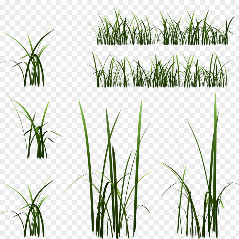 The Long Side Texture Mapping Unreal Engine 4 Grasses ZBrush Low Poly PNG