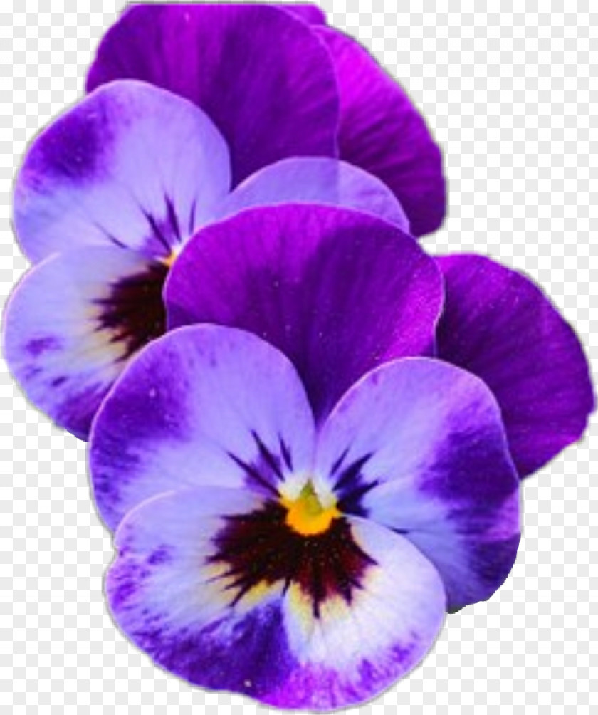 Flower Pansy / Garden Stock Photography PNG