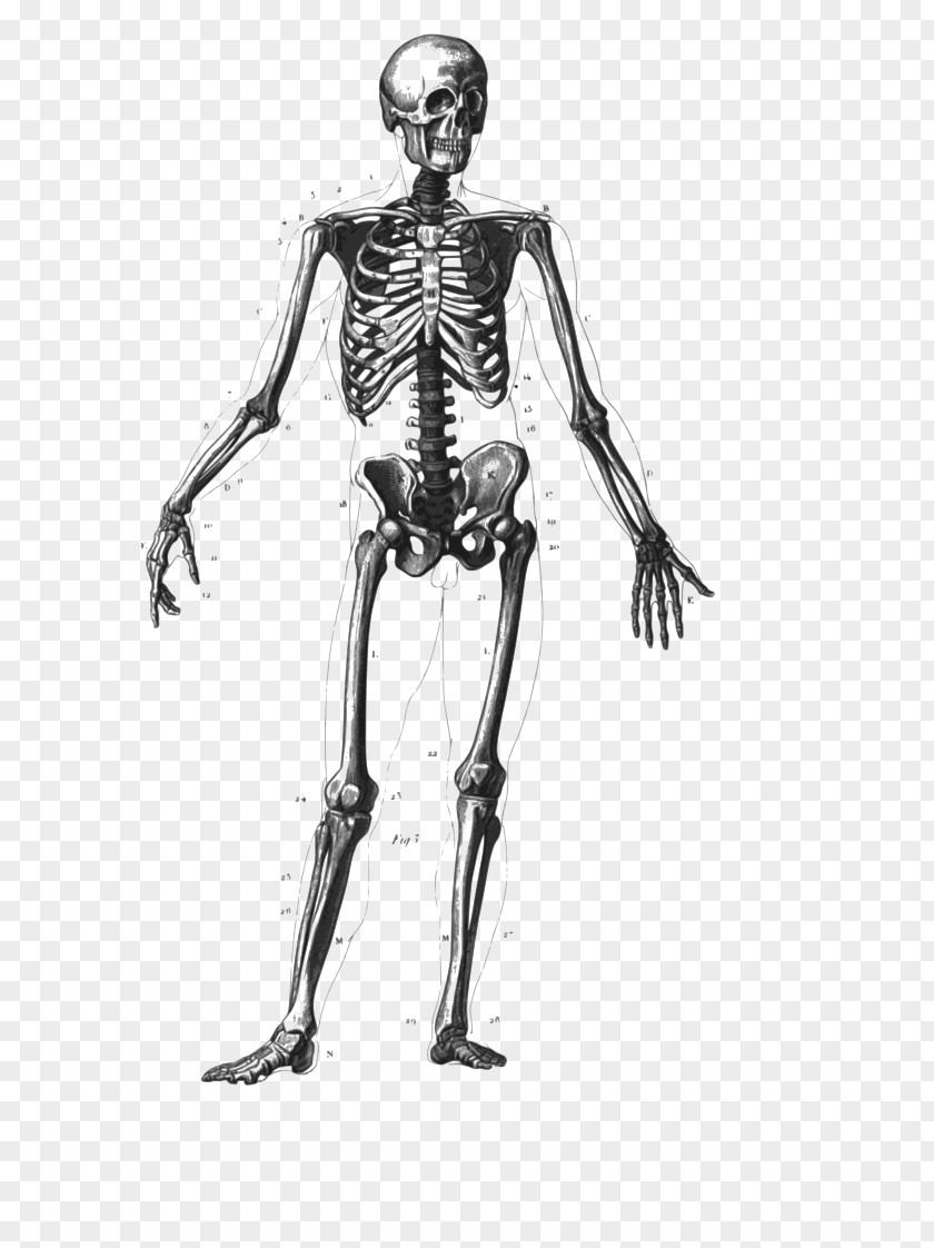 Skeleton Human Body Bone Homo Sapiens PNG