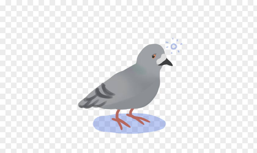 White Java Sparrow Water Bird Beak Stock Dove Pigeons And Doves PNG